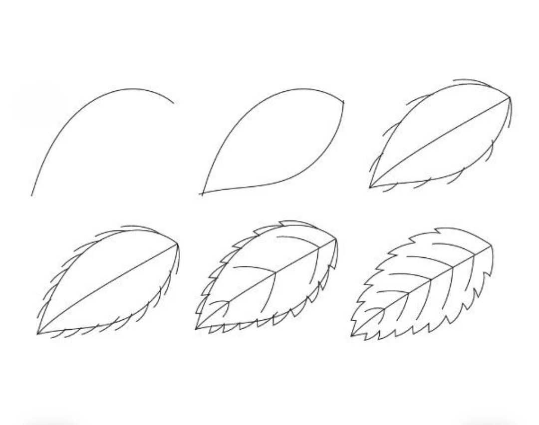 Nature leaf pencil drawing step by step with botanical vein detail for beginners